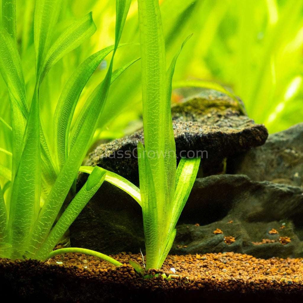 Jungle Vallisneria 3 Pack