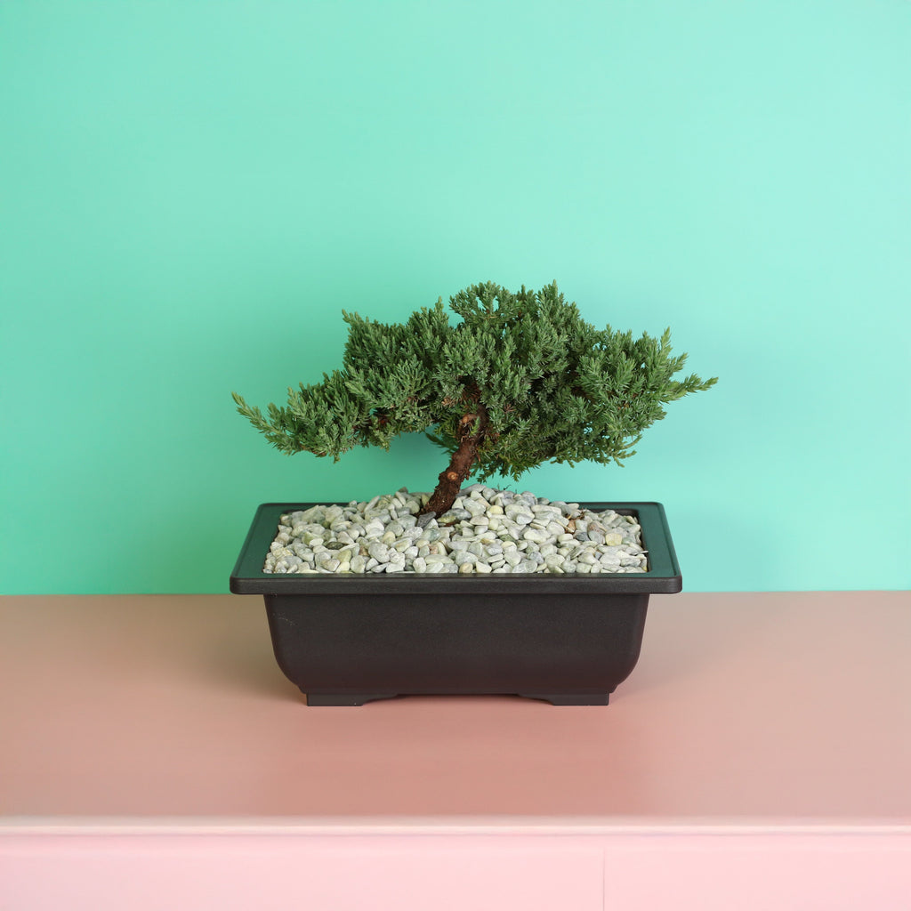 Japanese Juniper Bonsai Nana