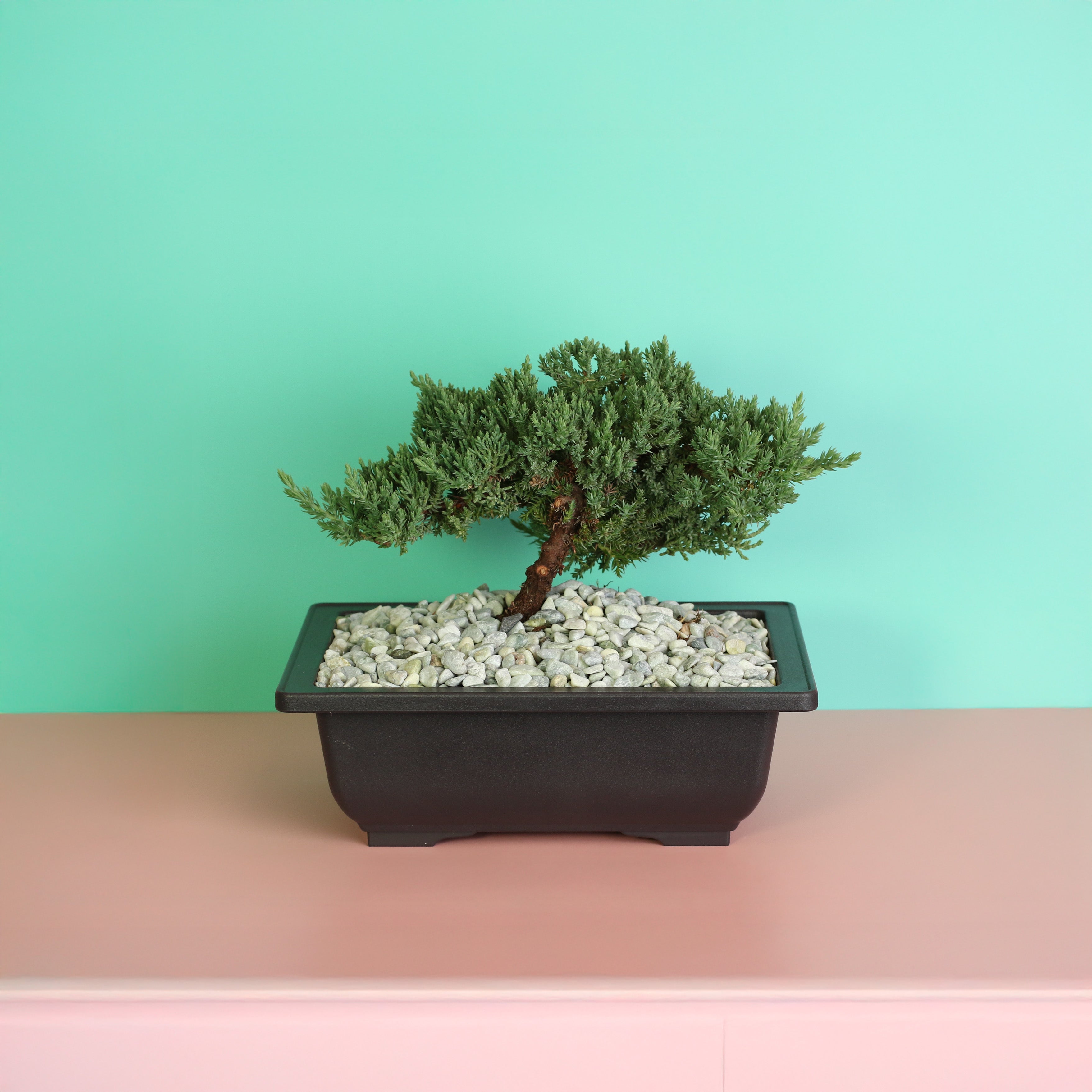 Japanese Juniper Bonsai Nana