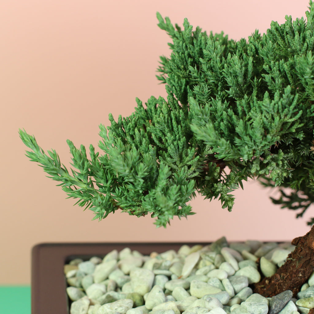 Japanese Juniper Bonsai Nana