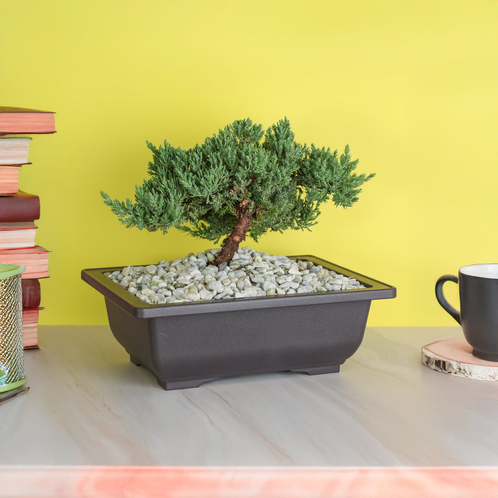 Japanese Juniper Bonsai Nana