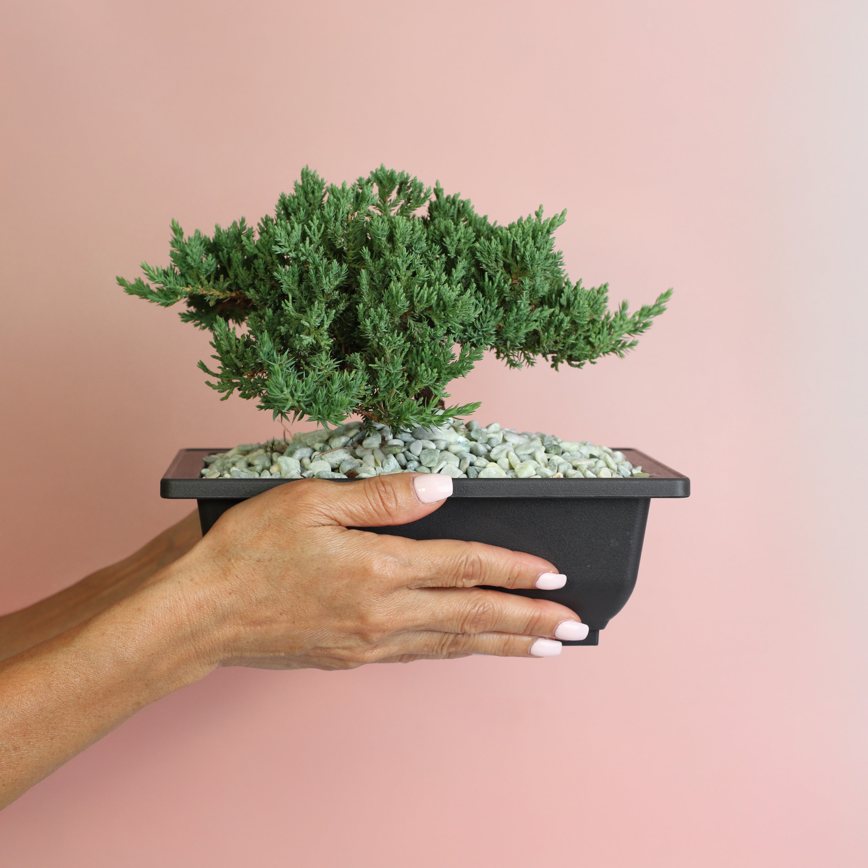 Japanese Juniper Bonsai Nana