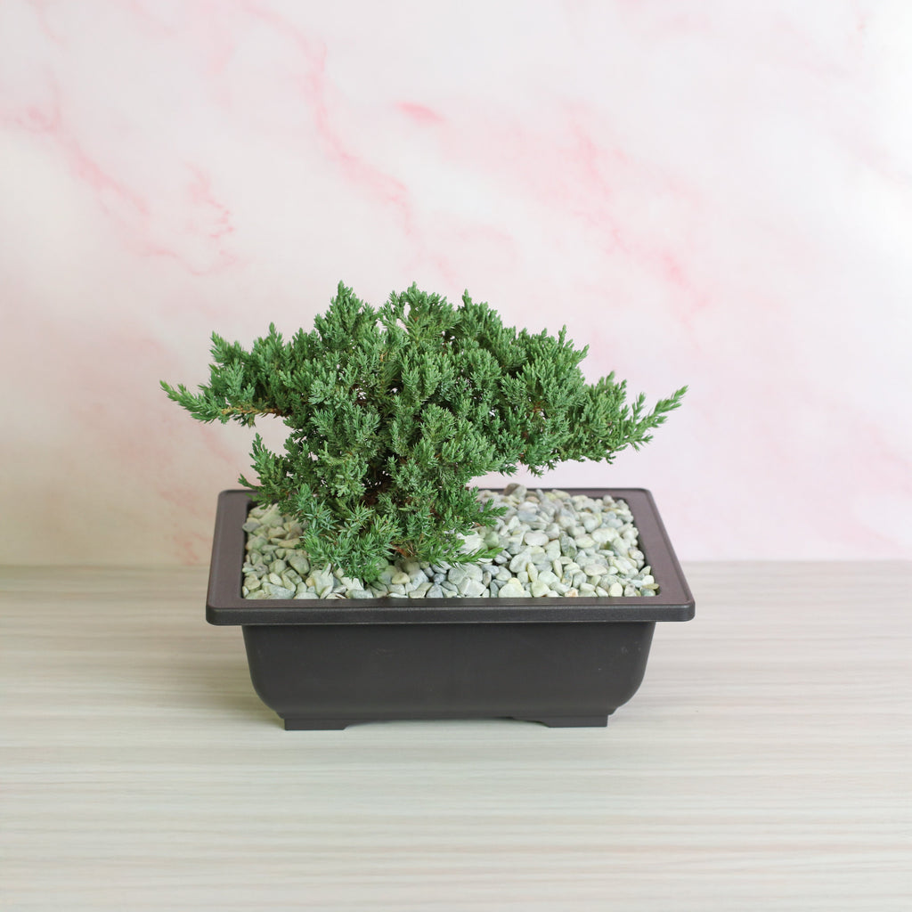 Japanese Juniper Bonsai Nana