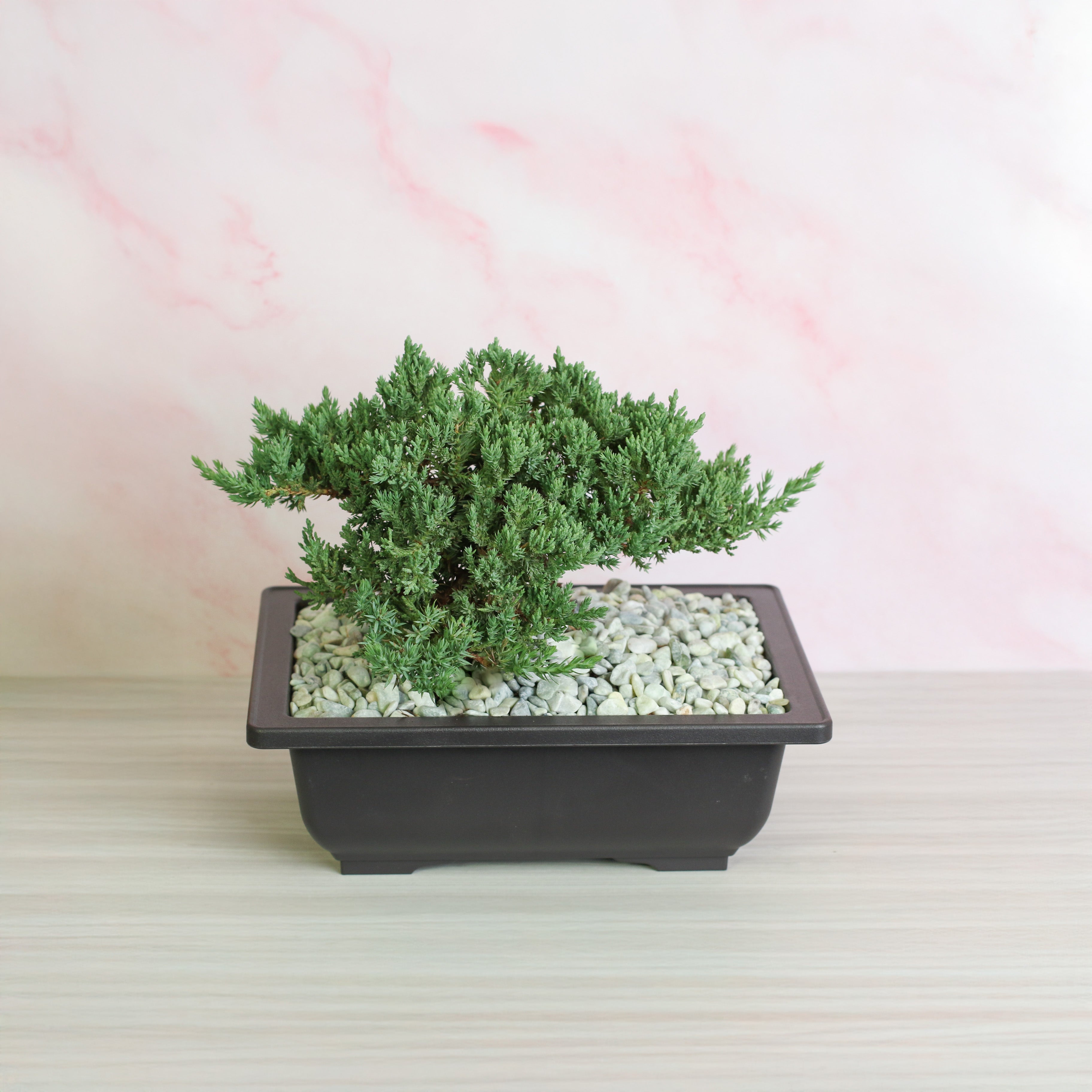 Japanese Juniper Bonsai Nana