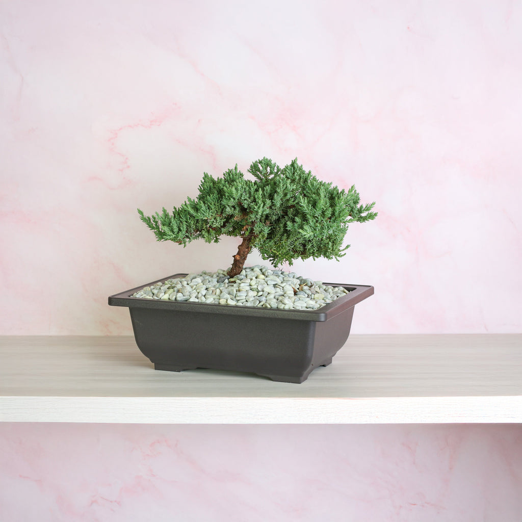 Japanese Juniper Bonsai Nana