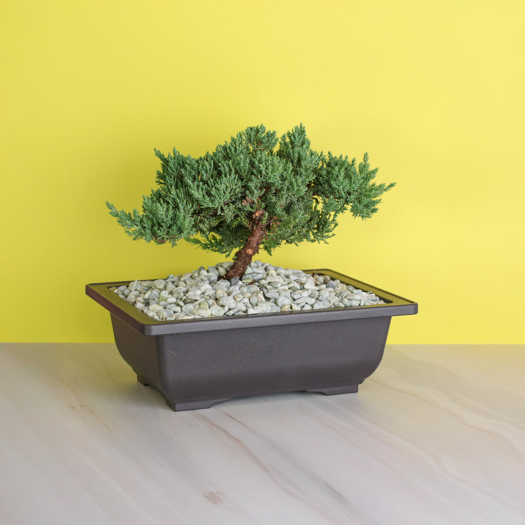 Japanese Juniper Bonsai Nana