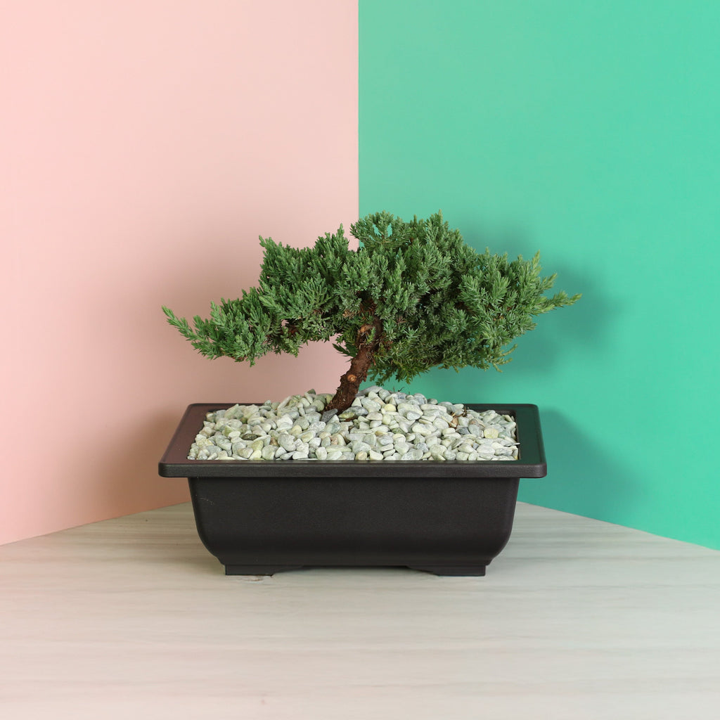 Japanese Juniper Bonsai Nana
