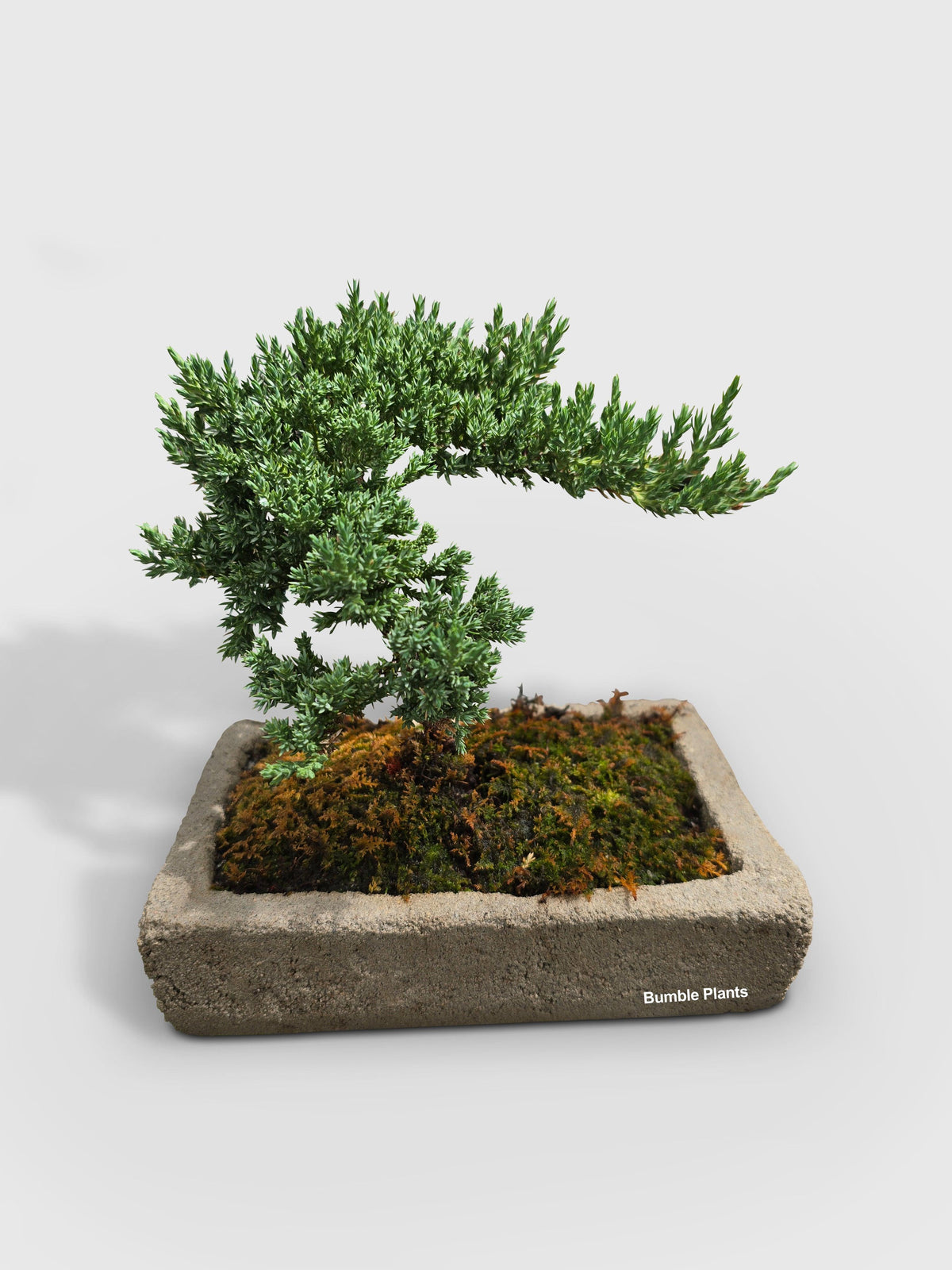 Ficus Microcarpa Compacta Bonsai Juniper