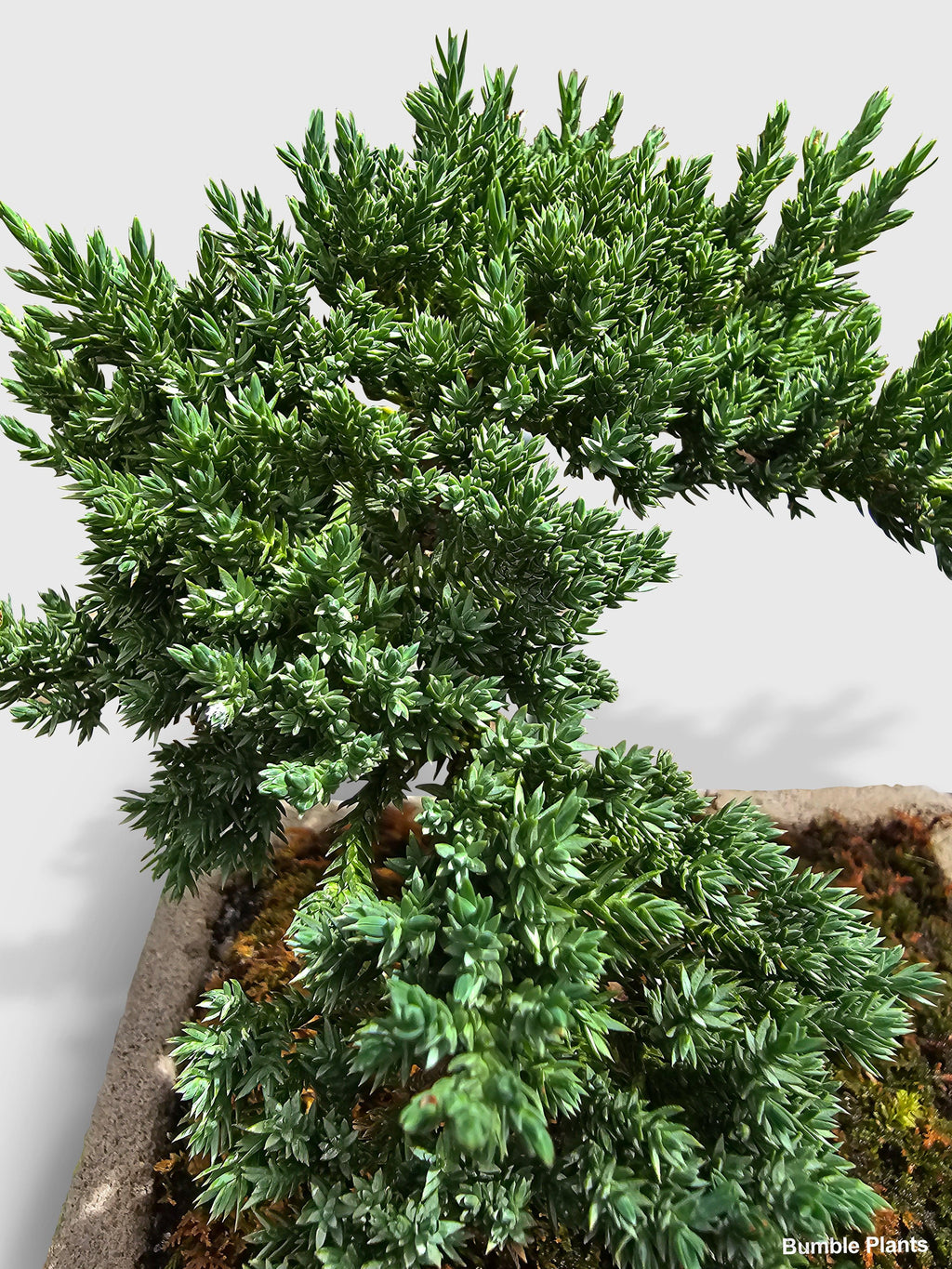 Ficus Microcarpa Compacta Bonsai Juniper