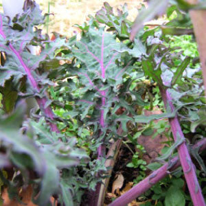KALE Seeds, Red Russian