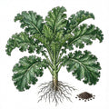 KALE Seeds, Premier