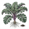 KALE Seeds, Red Russian