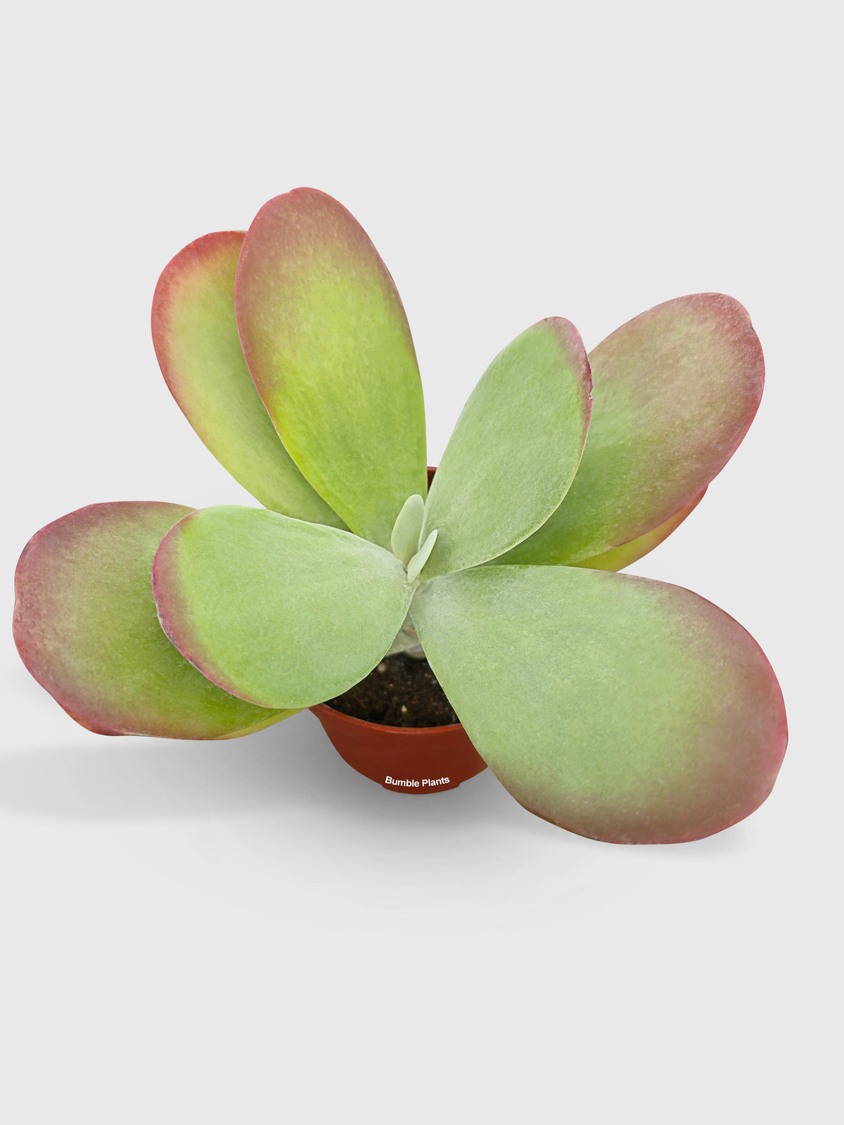 Kalanchoe Luciae 'Flapjacks'