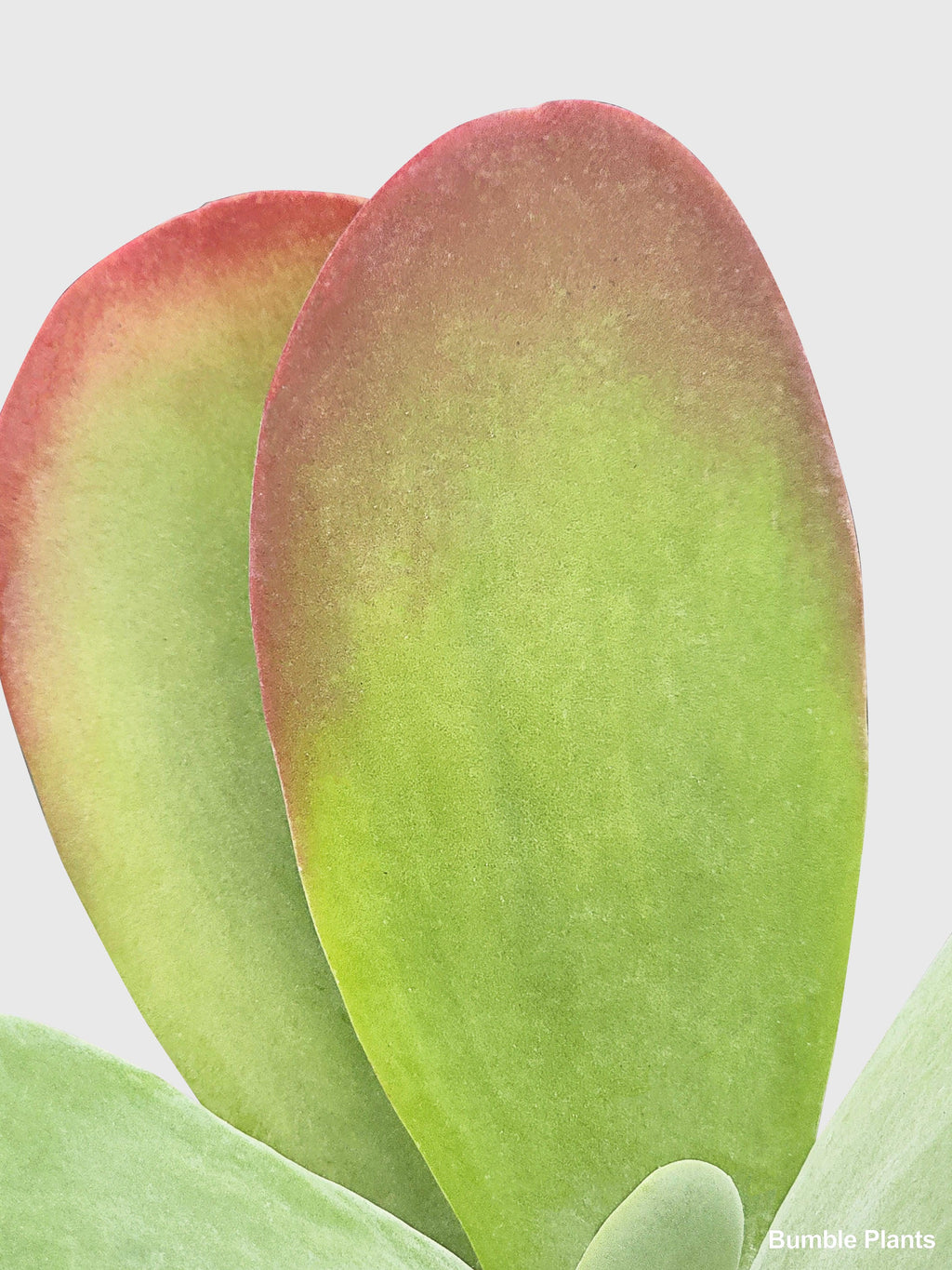 Kalanchoe Luciae 'Flapjacks'