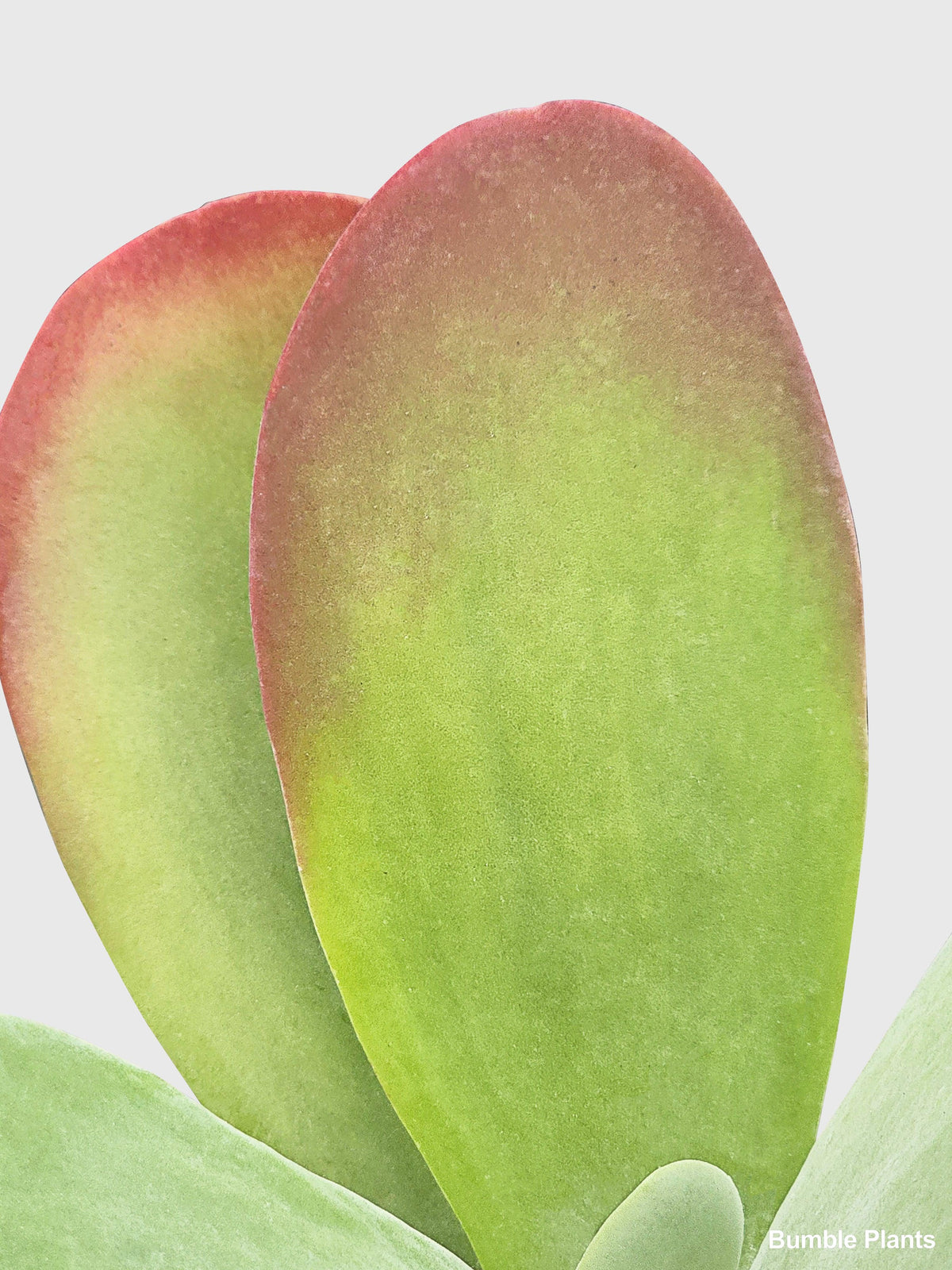 Kalanchoe Luciae 'Flapjacks'