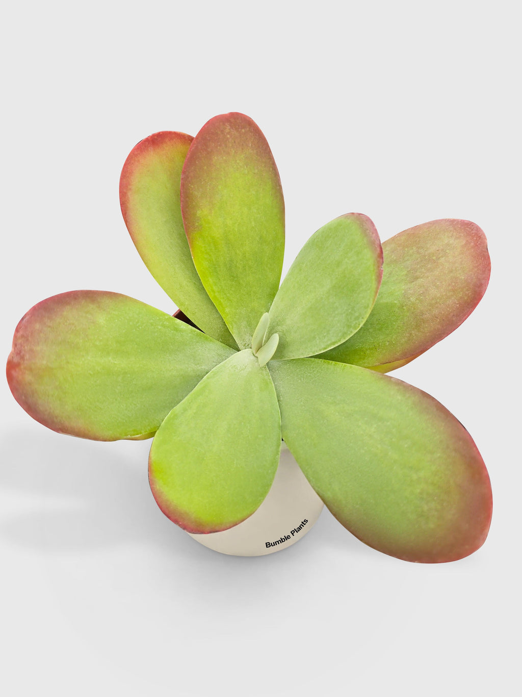 Kalanchoe Luciae 'Flapjacks'