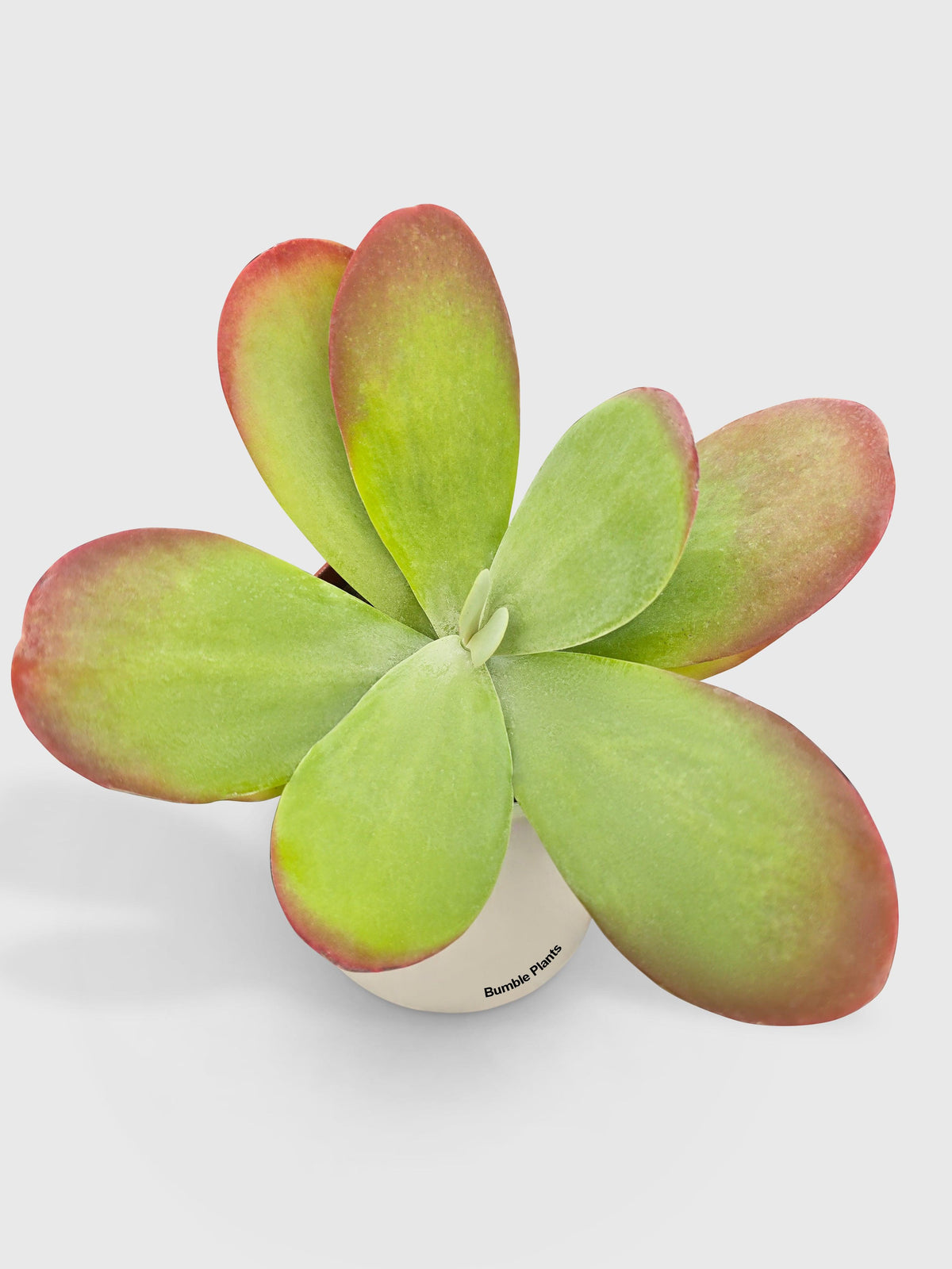 Kalanchoe Luciae 'Flapjacks'