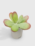 Kalanchoe Luciae 'Flapjacks'
