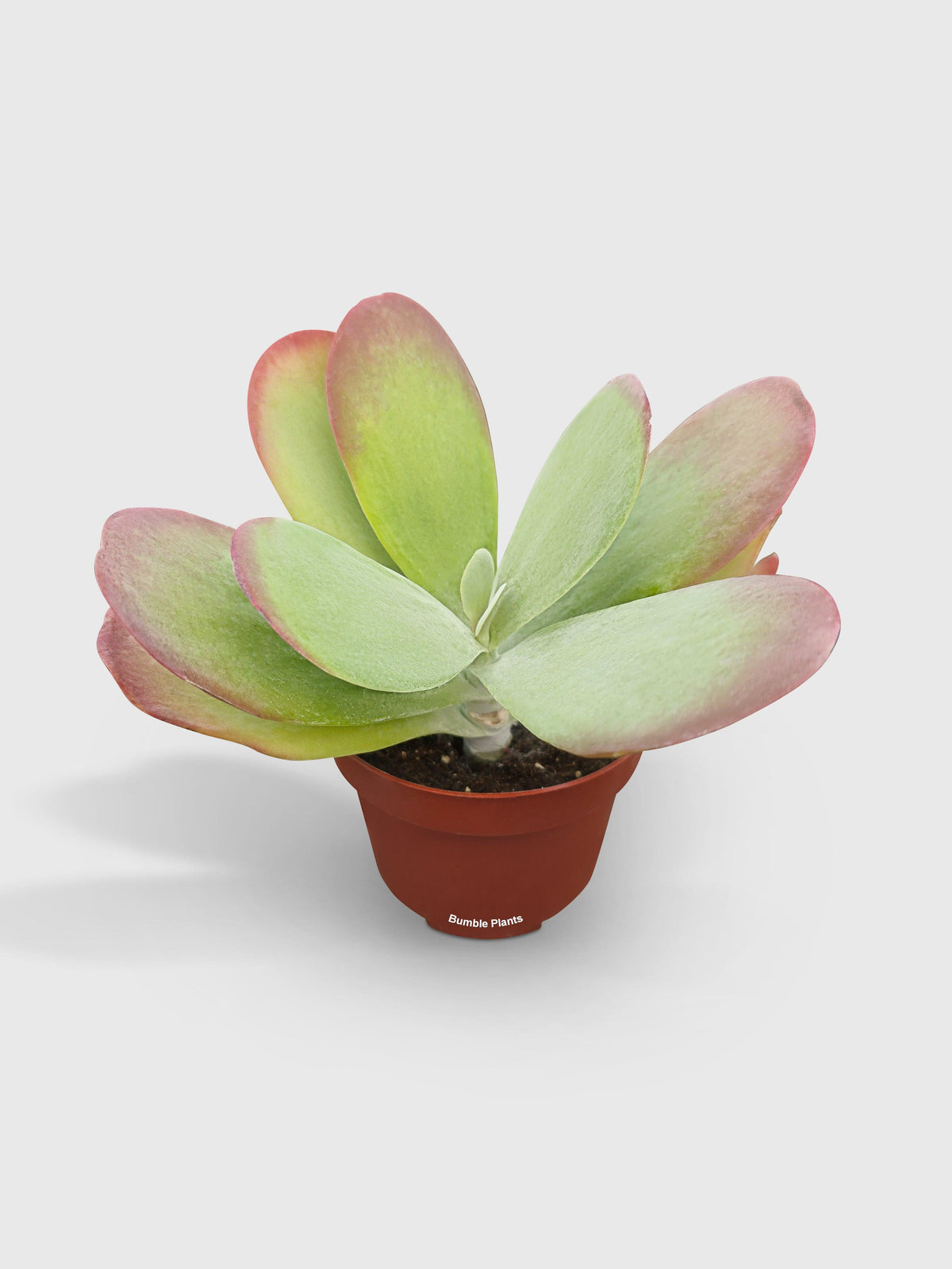 Kalanchoe Luciae 'Flapjacks'