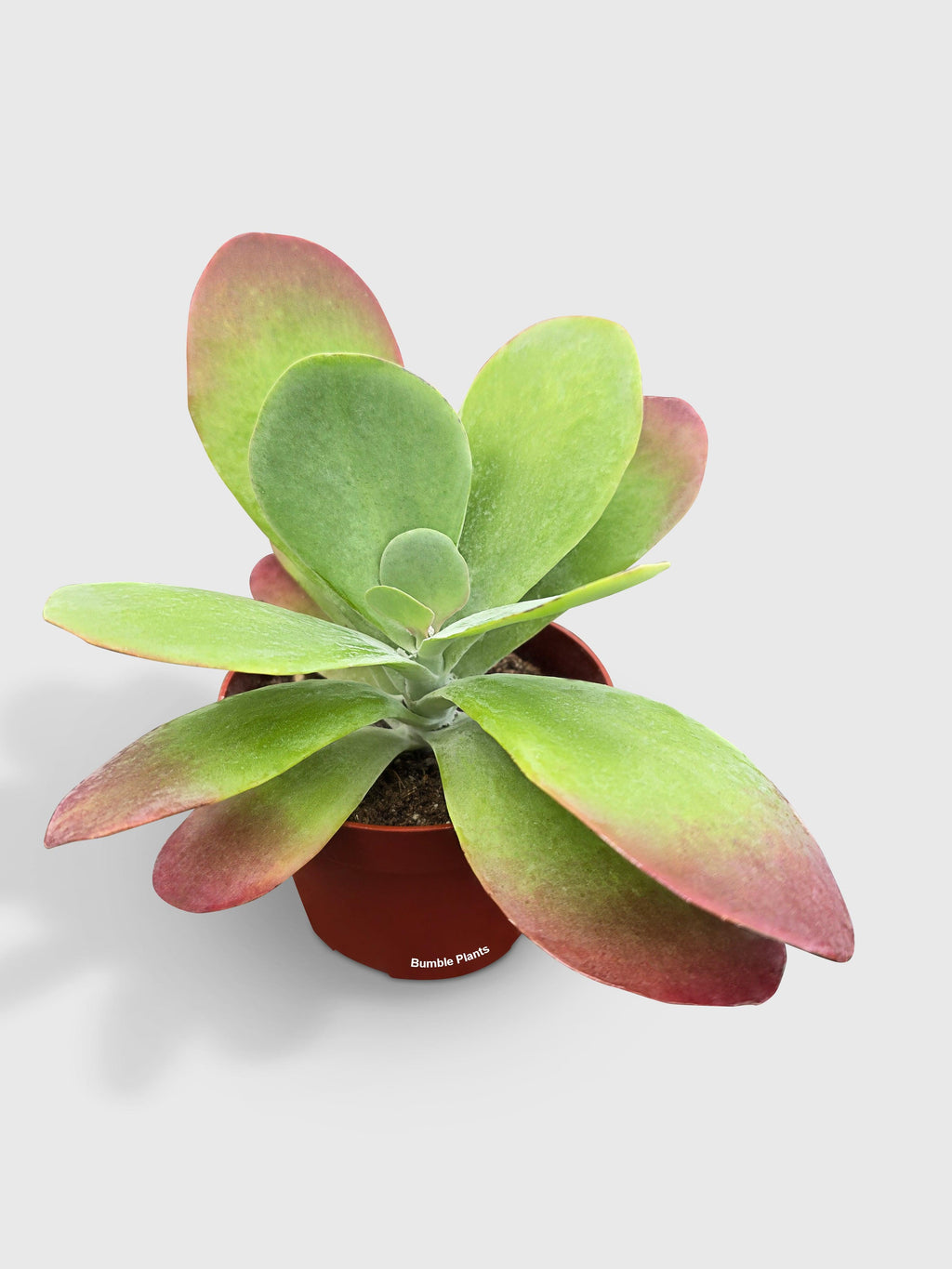 Kalanchoe Luciae 'Flapjacks'