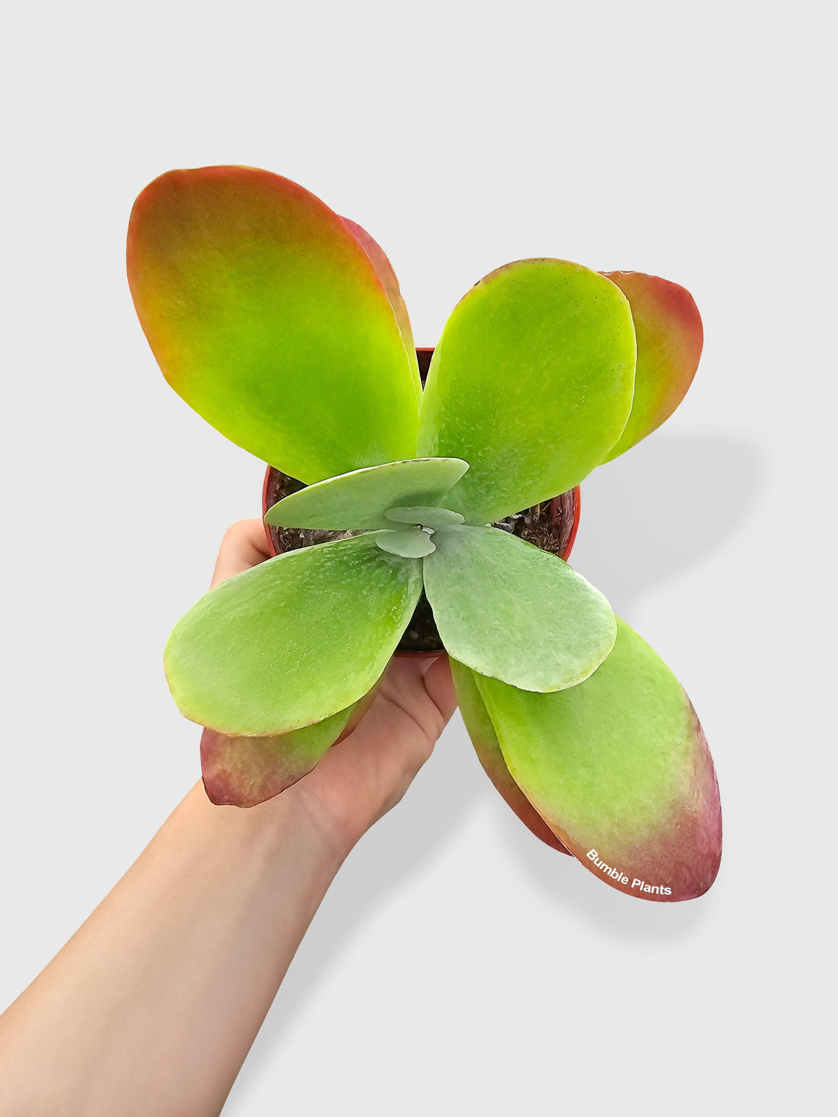 Kalanchoe Luciae 'Flapjacks'
