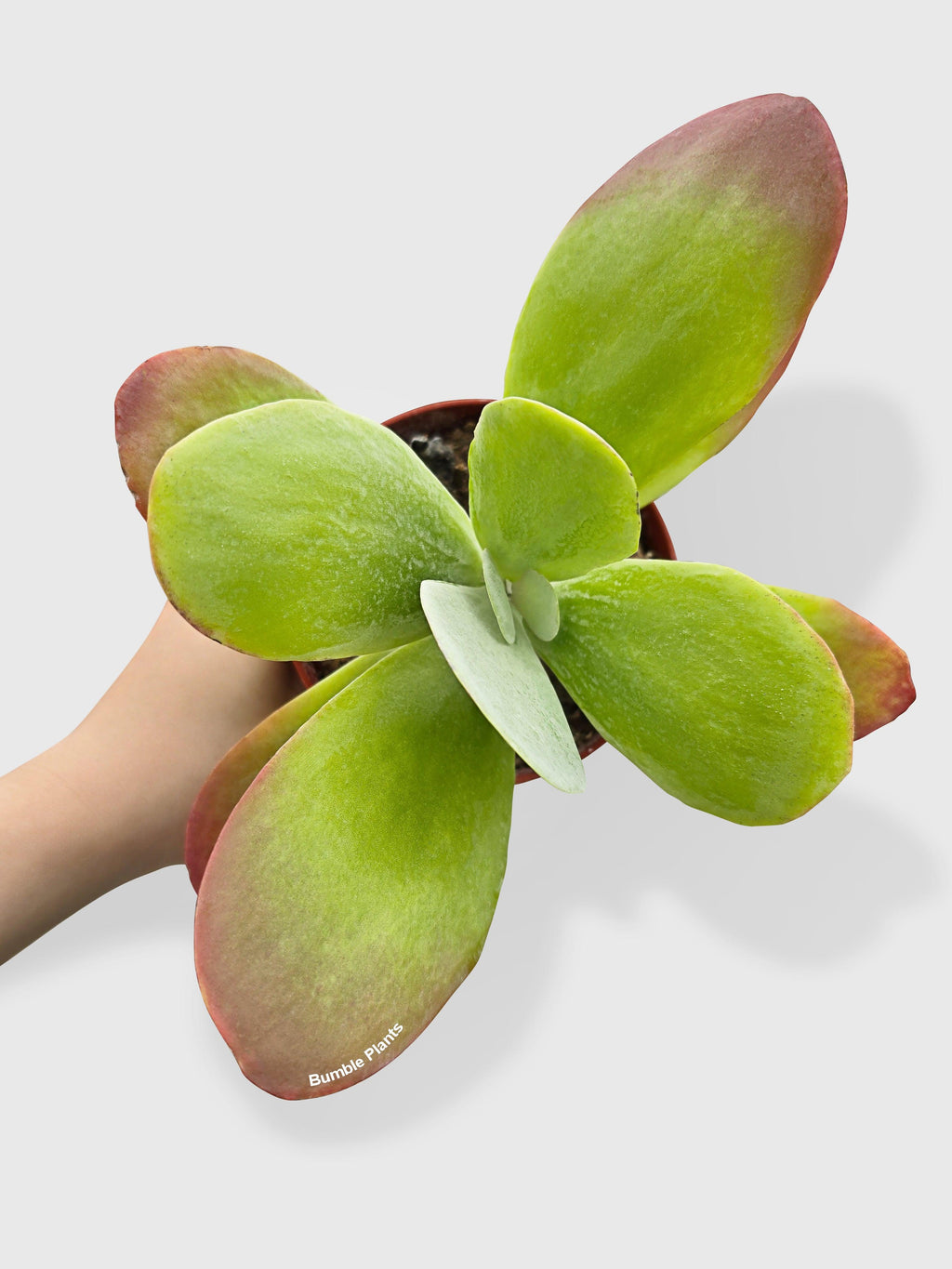 Kalanchoe Luciae 'Flapjacks'