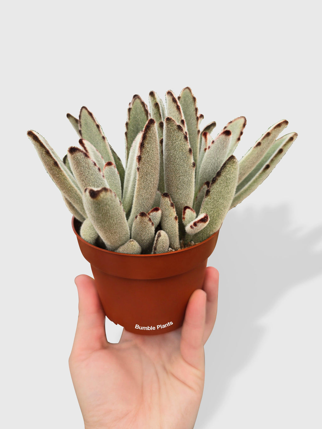 Kalanchoe Tomentosa 'Chocolate Soldier'