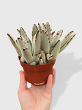 Kalanchoe Tomentosa 'Chocolate Soldier'