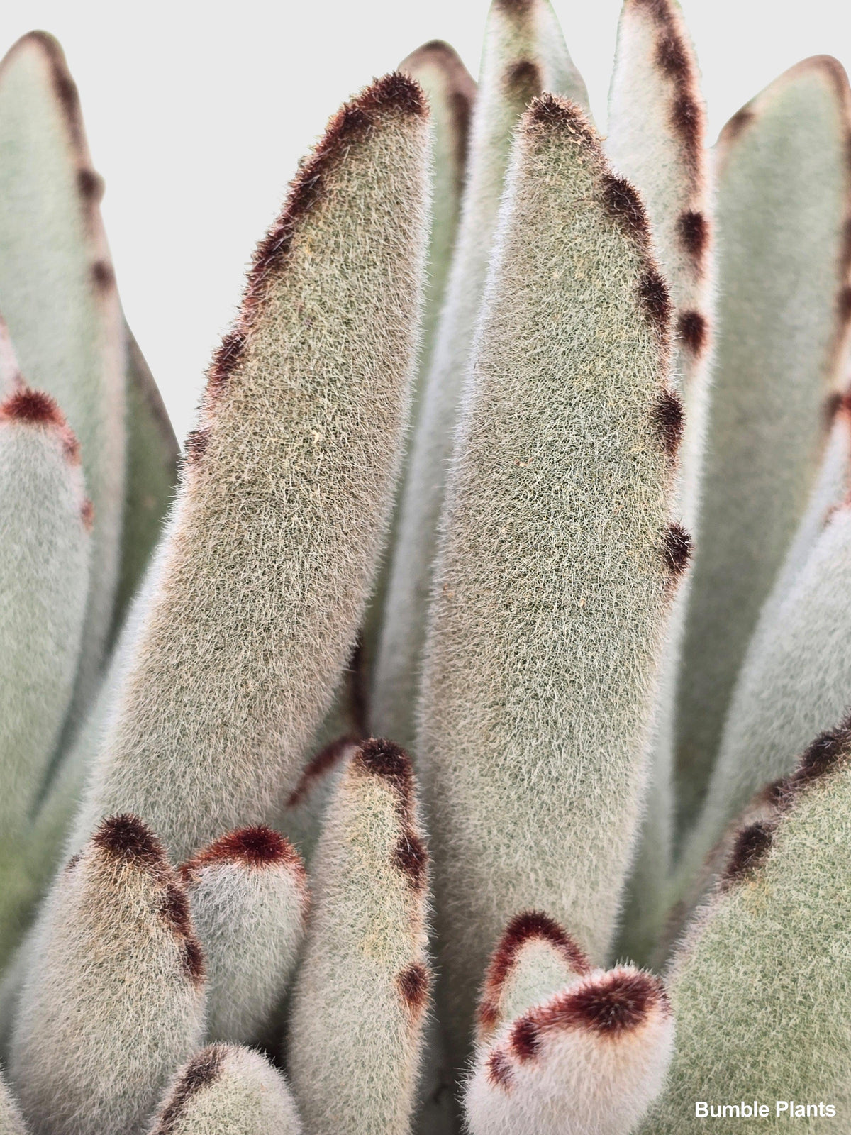 Kalanchoe Tomentosa 'Chocolate Soldier'