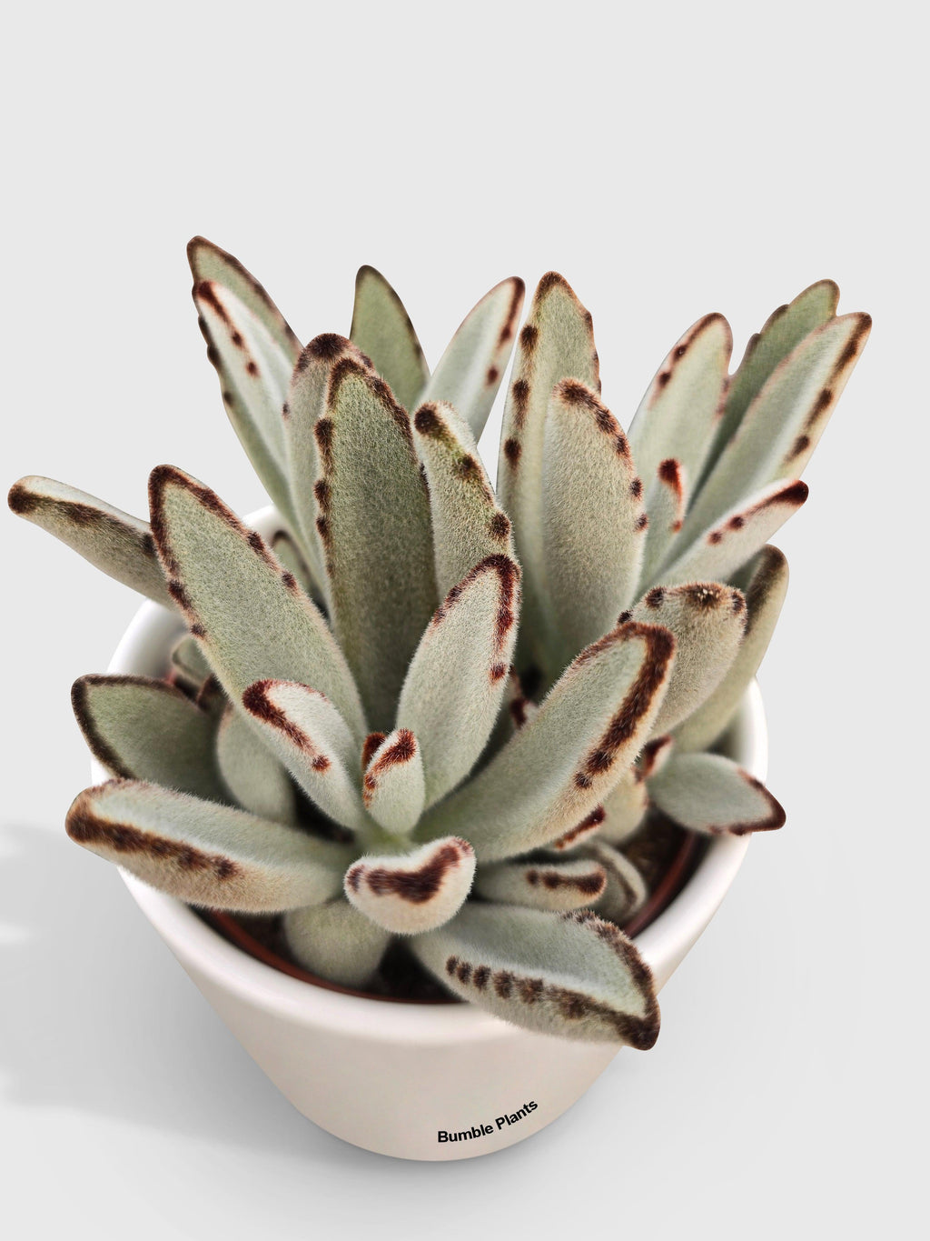 Kalanchoe Tomentosa 'Chocolate Soldier'