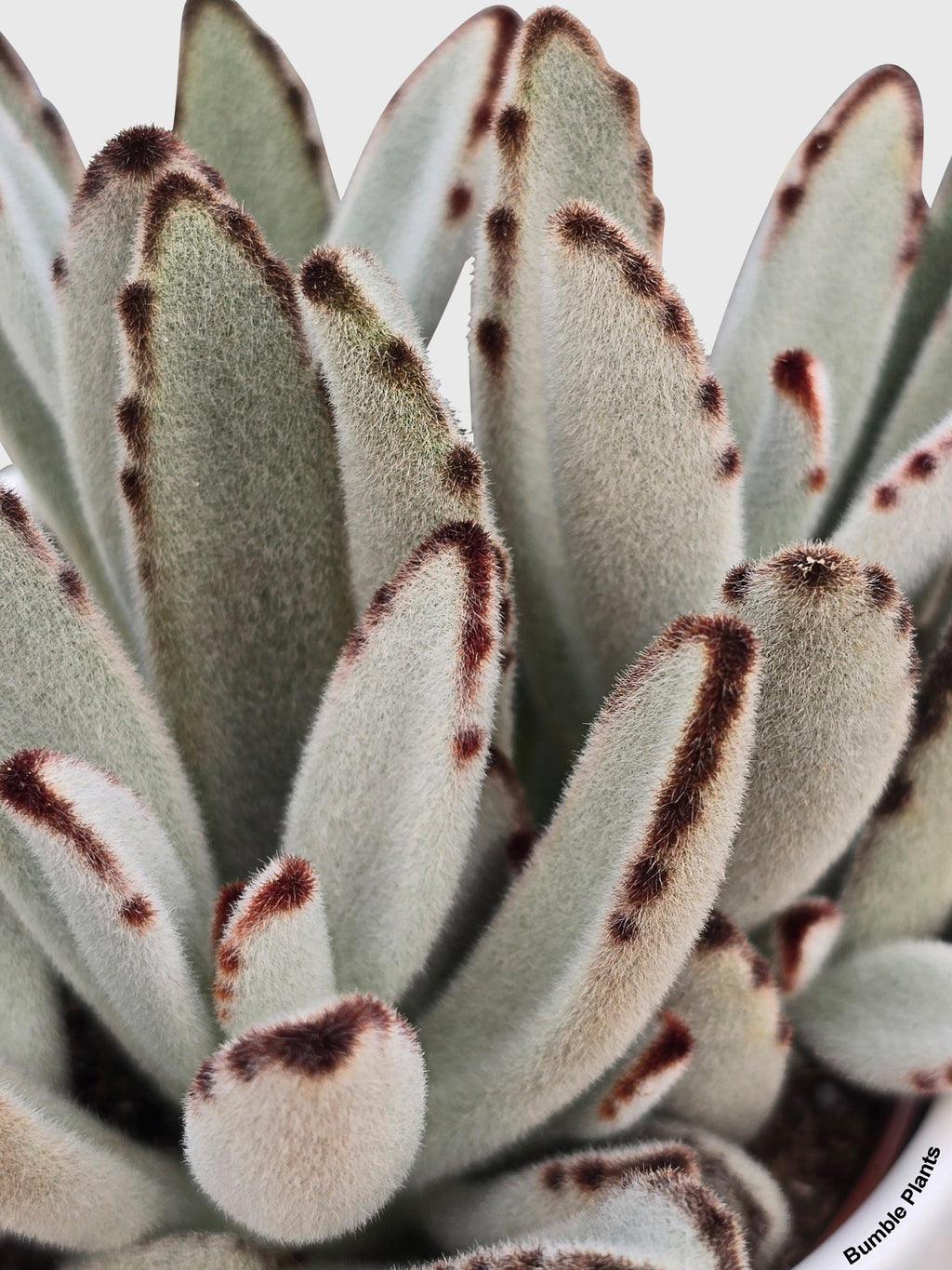 Kalanchoe Tomentosa 'Chocolate Soldier'