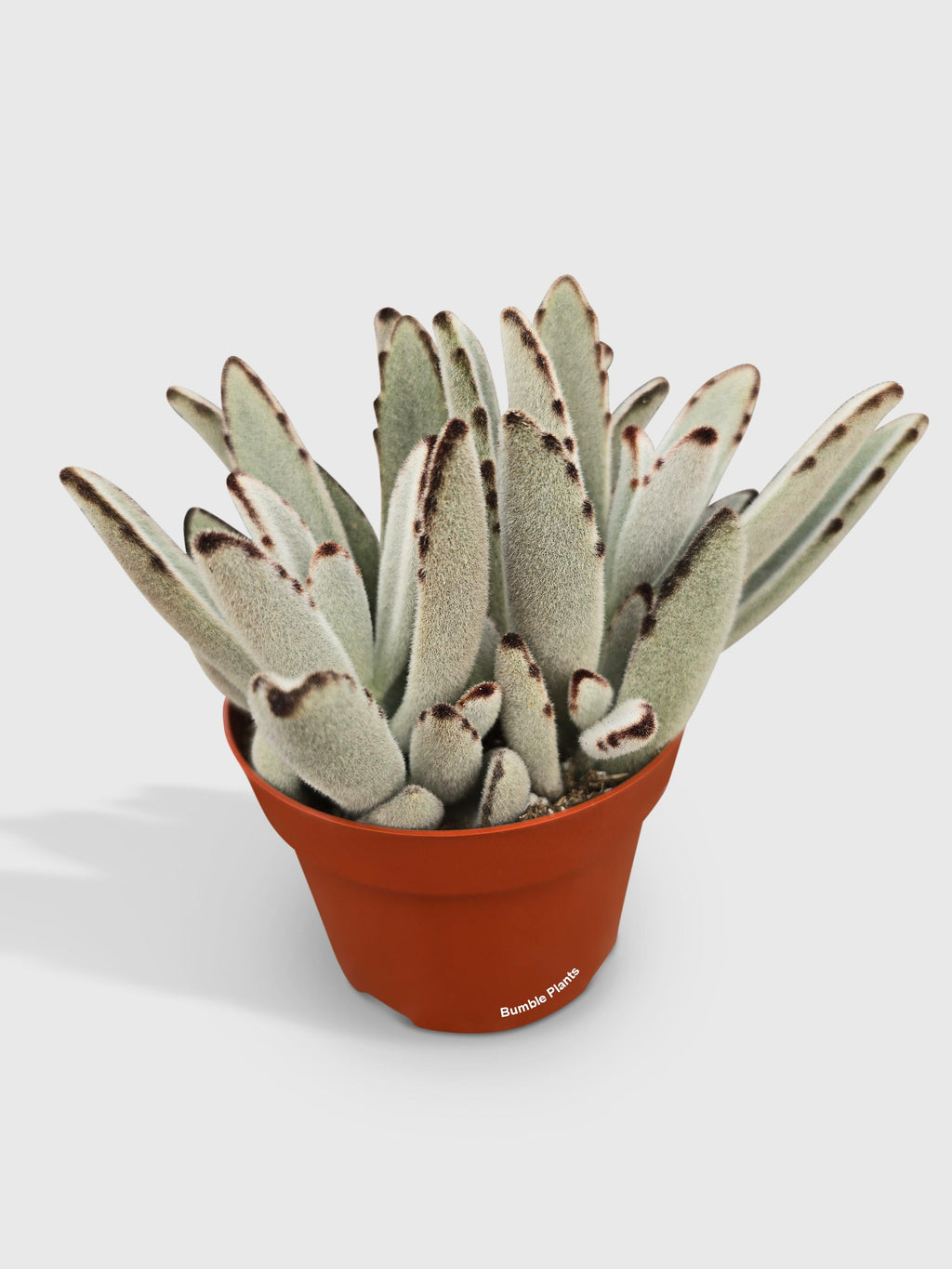Kalanchoe Tomentosa 'Chocolate Soldier'