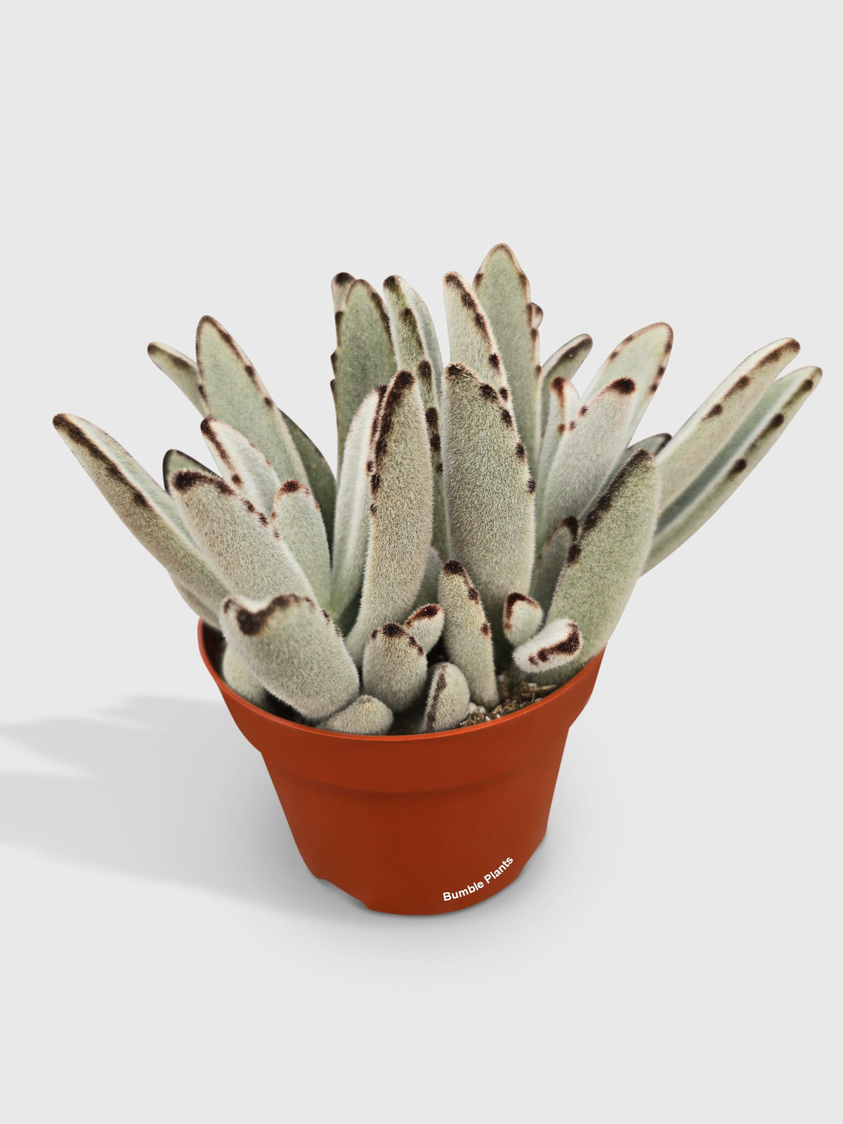 Kalanchoe Tomentosa 'Chocolate Soldier'