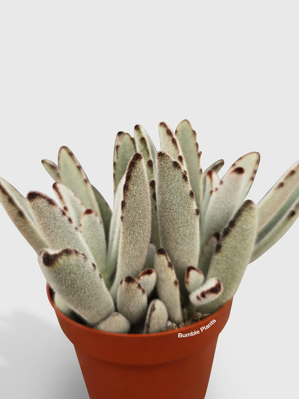 Kalanchoe Tomentosa 'Chocolate Soldier'