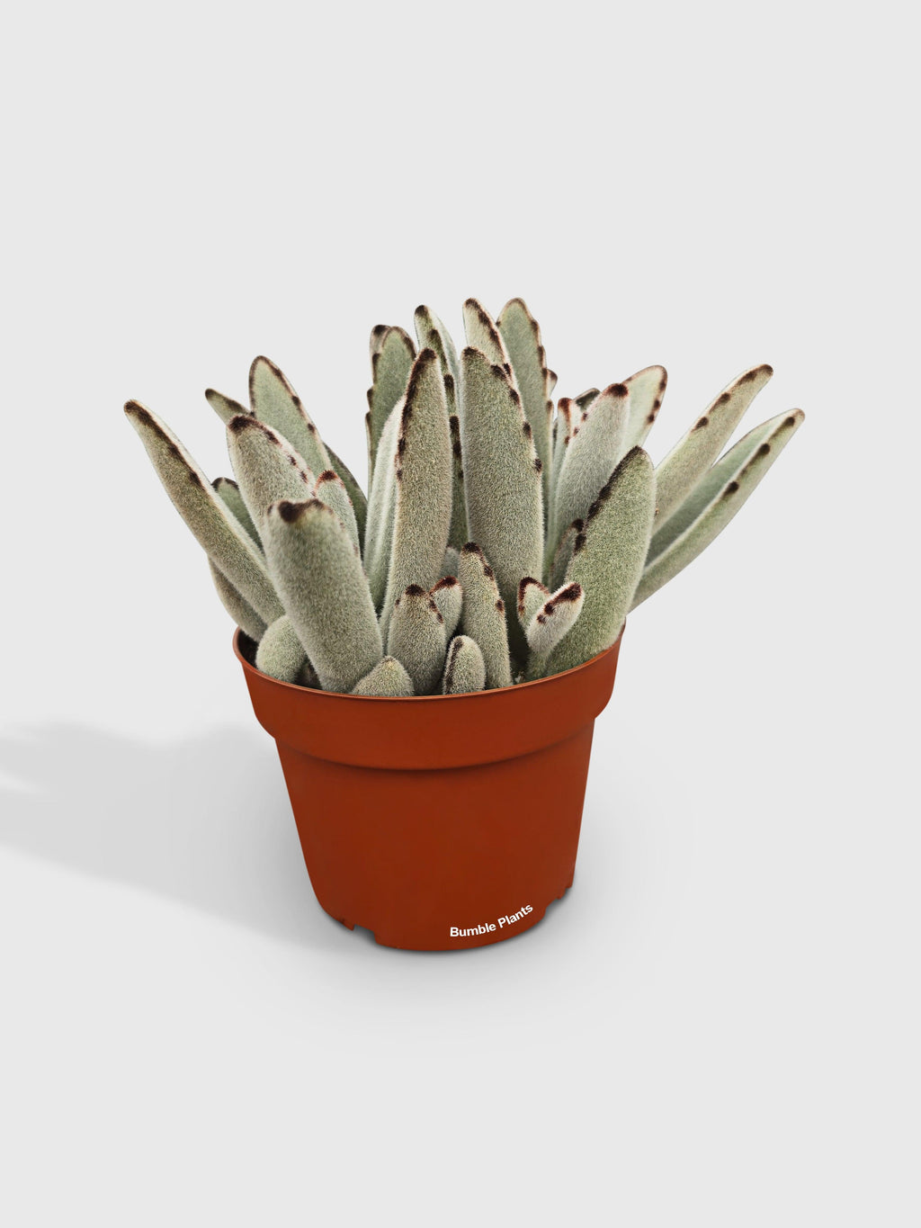 Kalanchoe Tomentosa 'Chocolate Soldier'