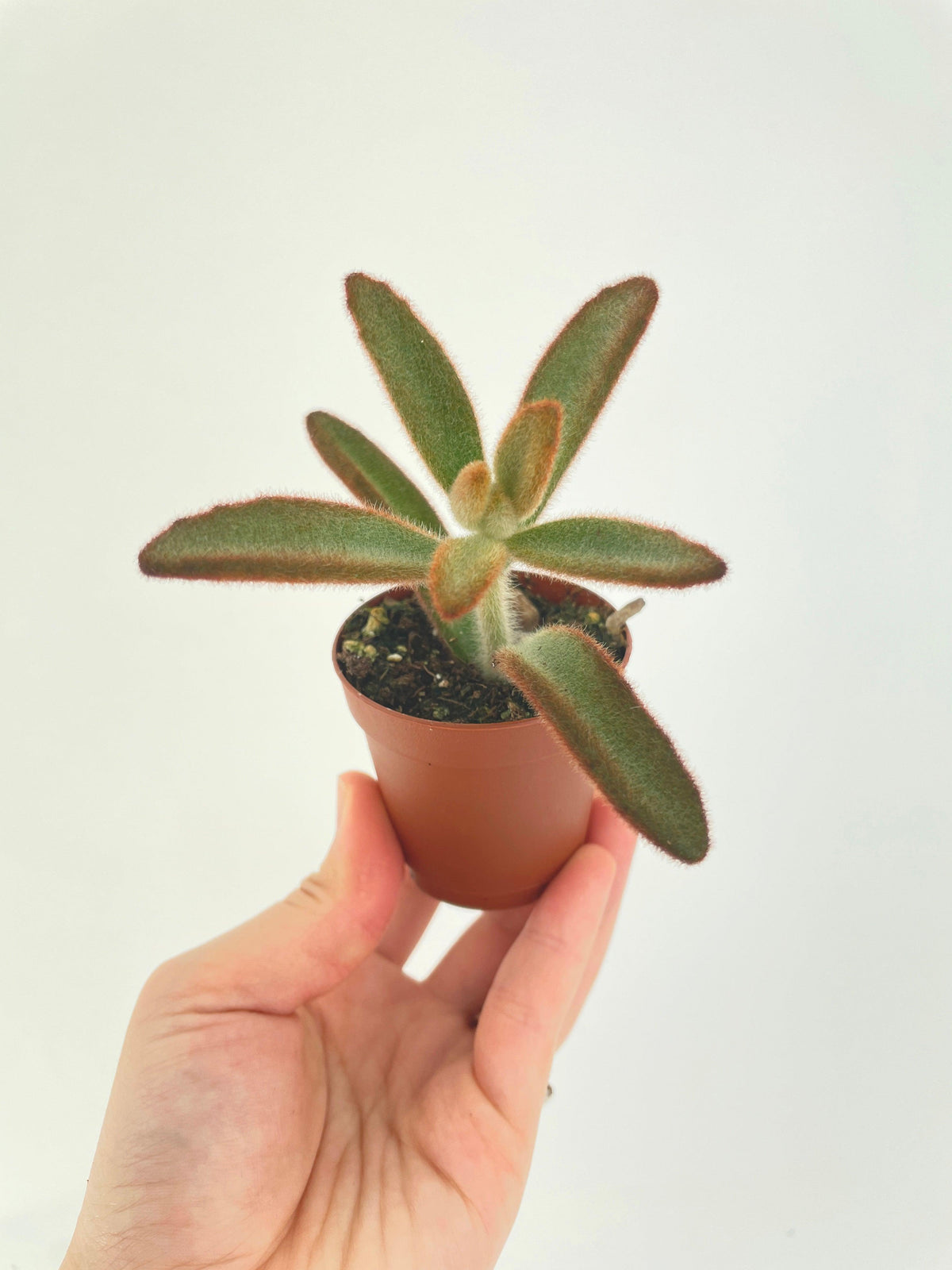 Kalanchoe Tomentosa 'Chocolate Soldier'