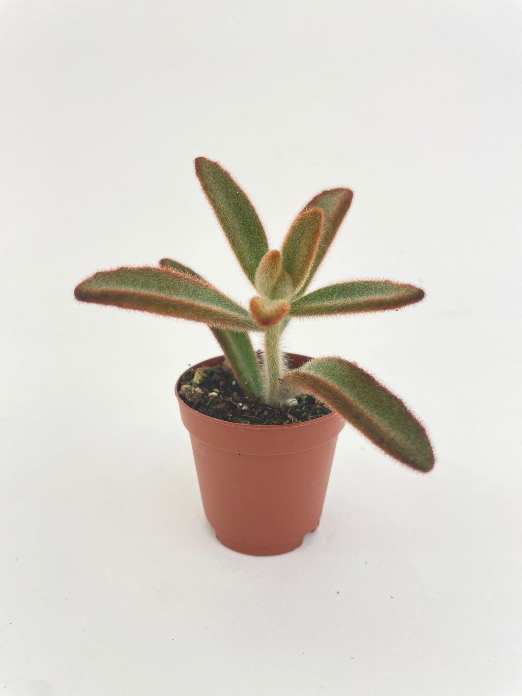 Kalanchoe Tomentosa 'Chocolate Soldier'