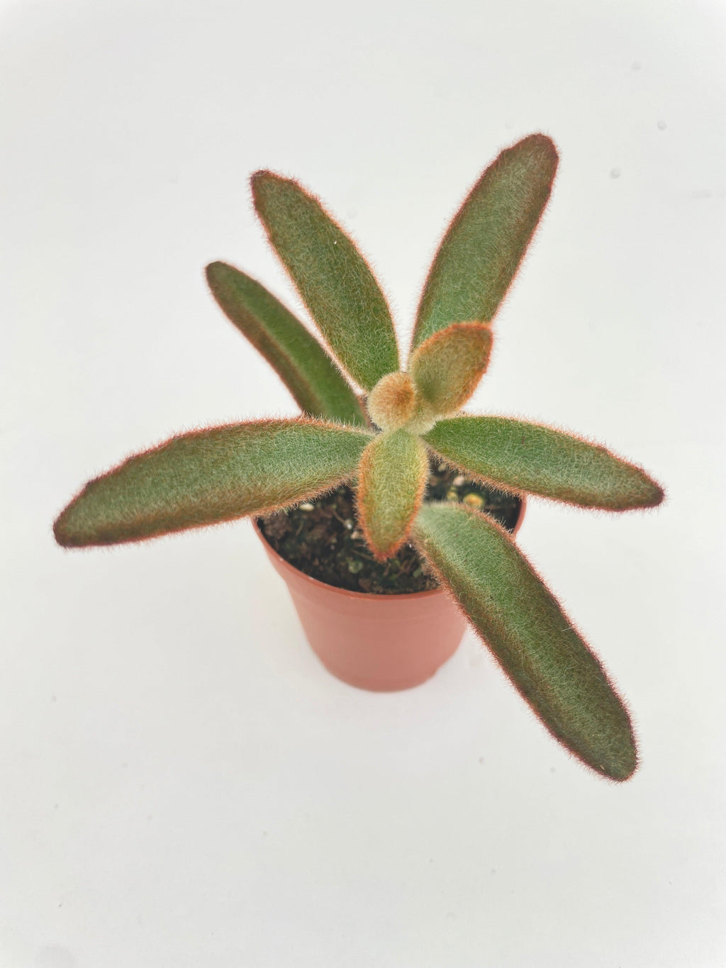 Kalanchoe Tomentosa 'Chocolate Soldier'