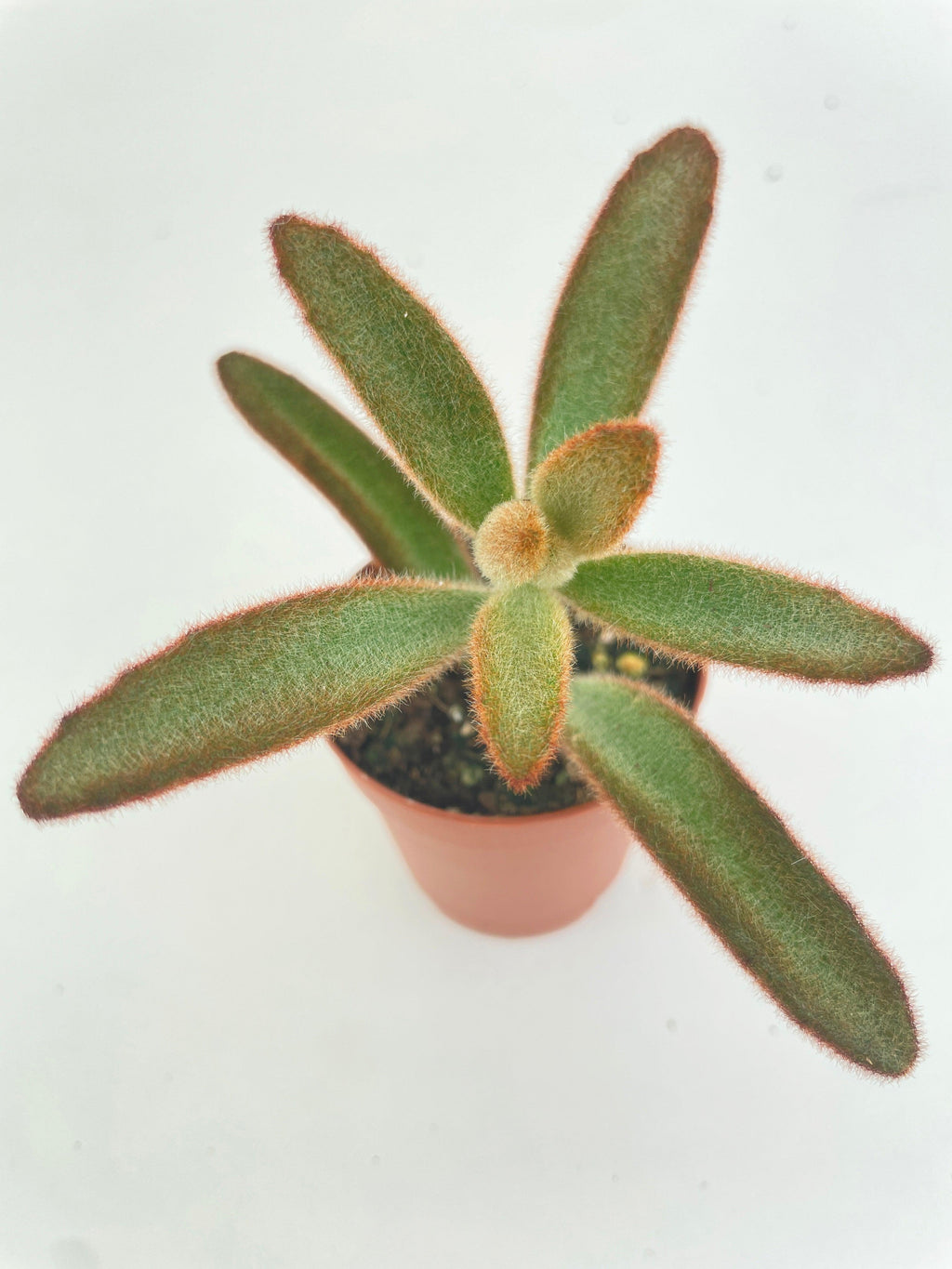 Kalanchoe Tomentosa 'Chocolate Soldier'