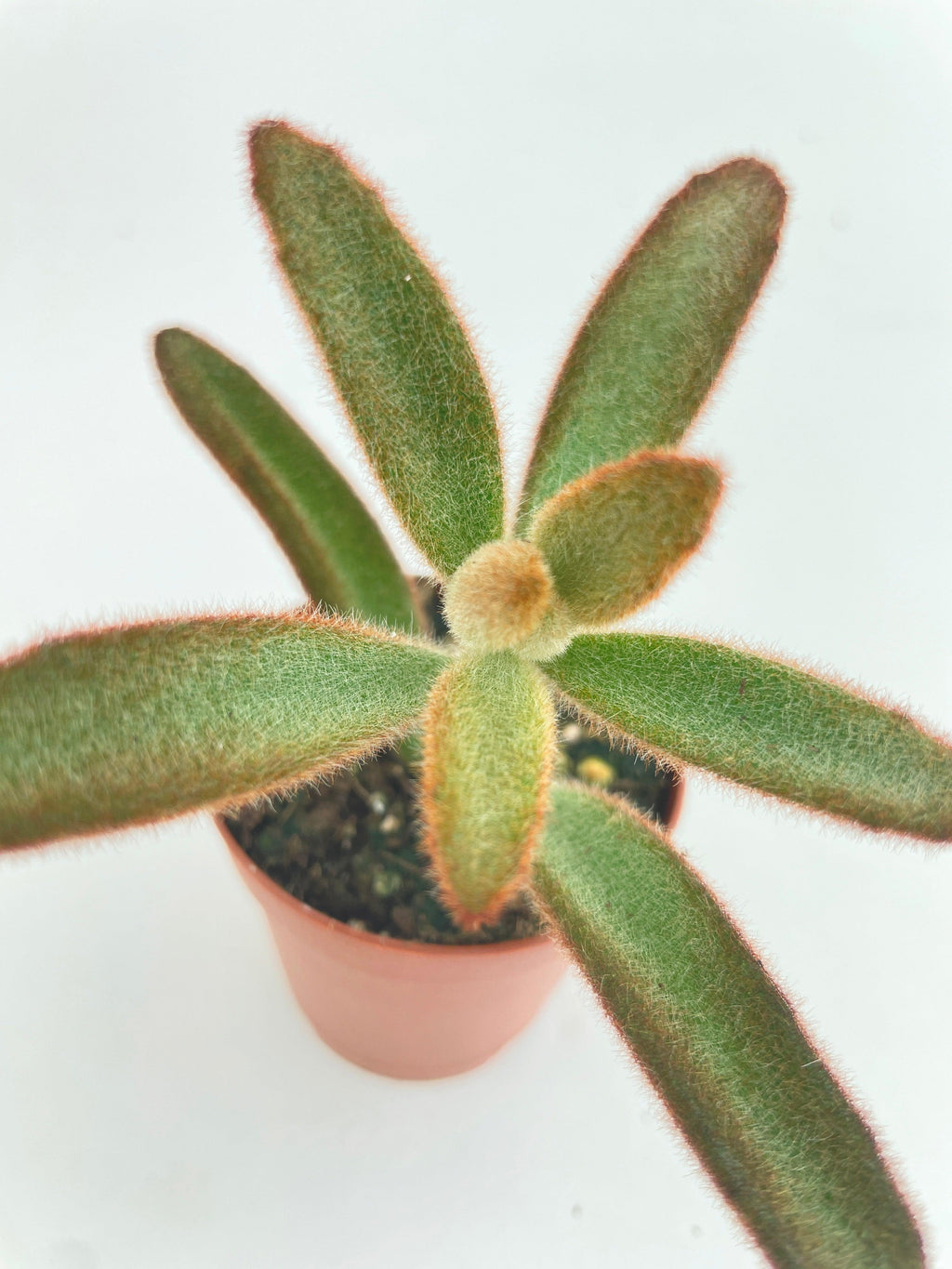 Kalanchoe Tomentosa 'Chocolate Soldier'
