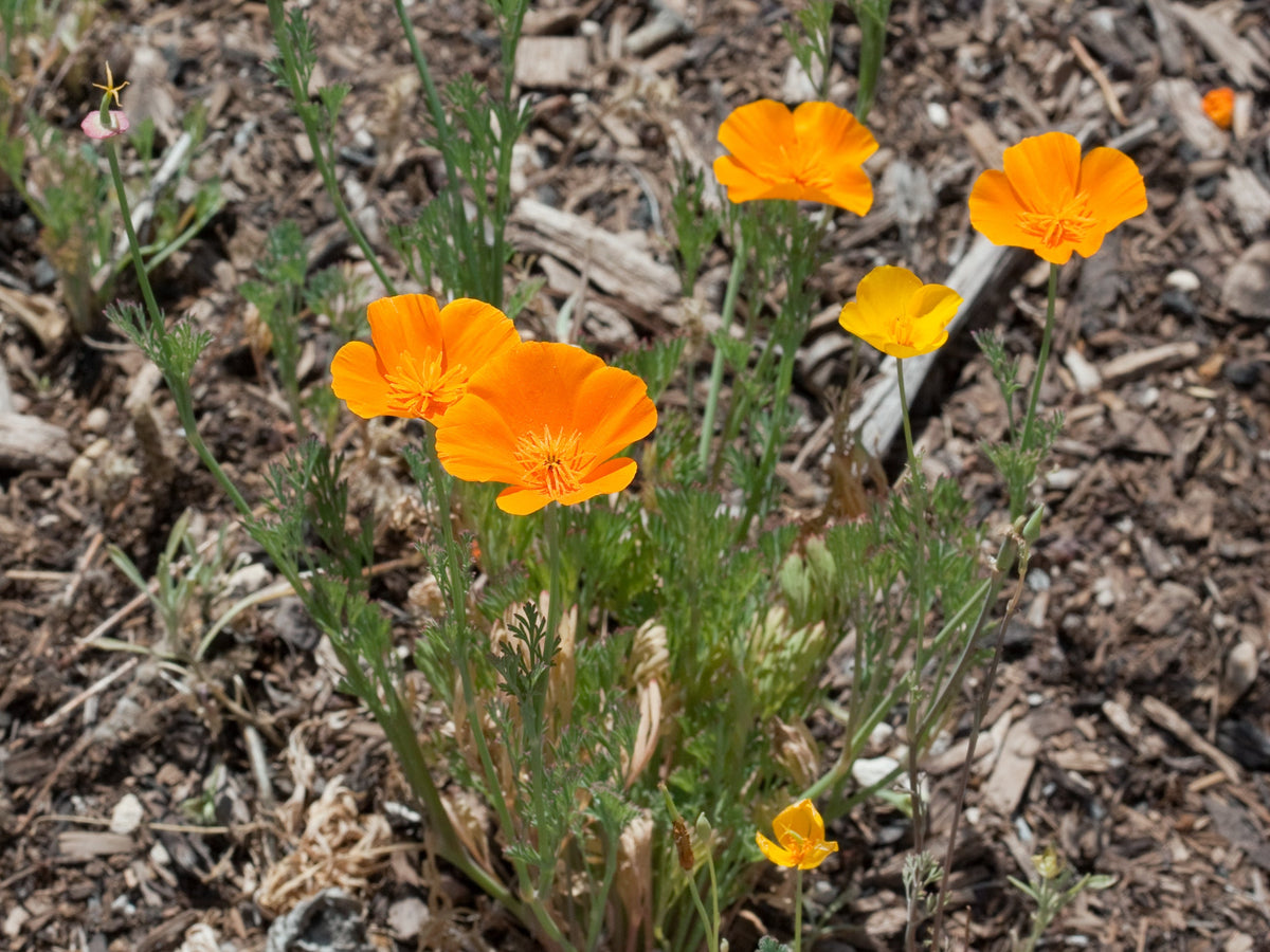 500 California Poppy Seeds - Eschscholzia Californica - Vibrant Blooms - Non-GMO