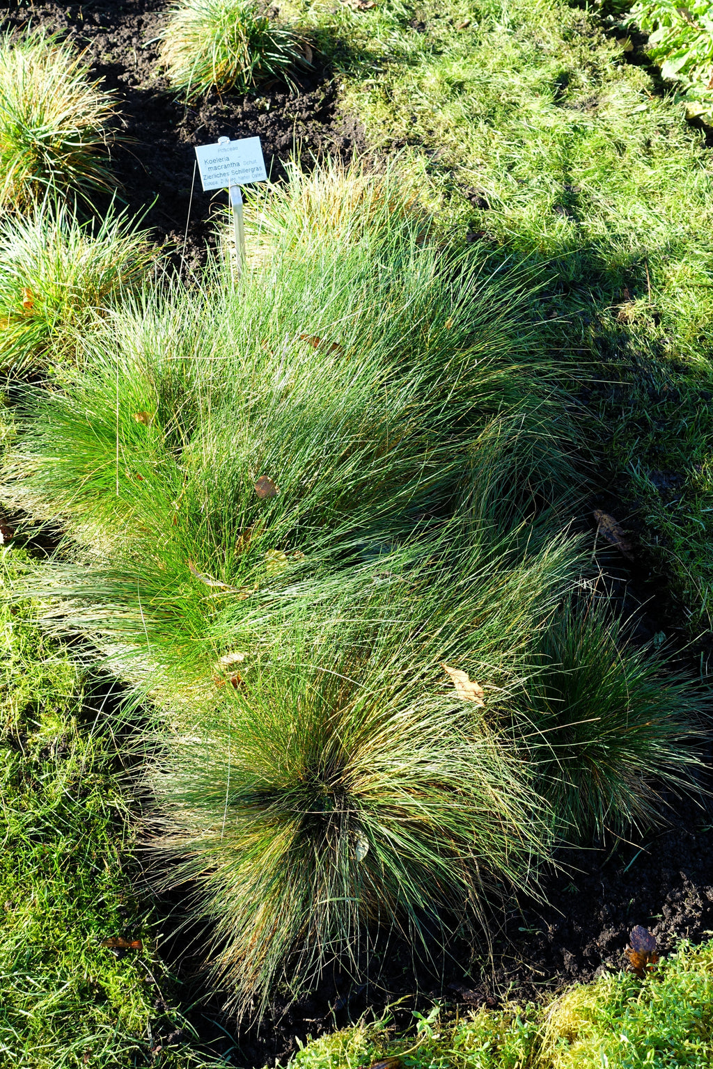 1500 PRAIRIE JUNEGRASS Koeleria Macrantha June Crested Hair Grass Flower Seeds