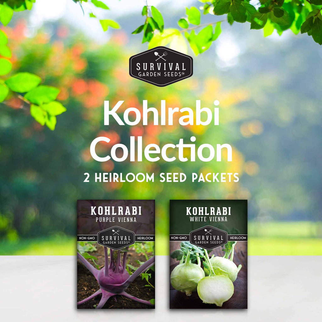 Purple & White Kohlrabi Seed Collection – Cool-Season Biennial Vegetables for Crisp, Mild, Turnip-Like Flavor
