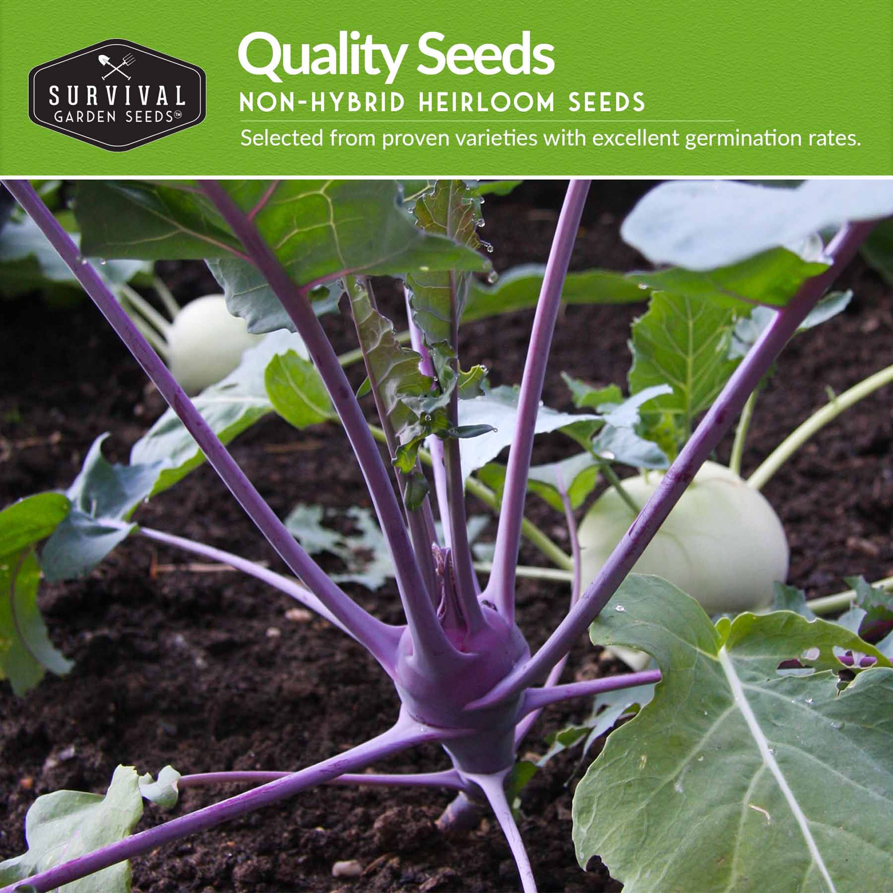 Purple & White Kohlrabi Seed Collection – Cool-Season Biennial Vegetables for Crisp, Mild, Turnip-Like Flavor
