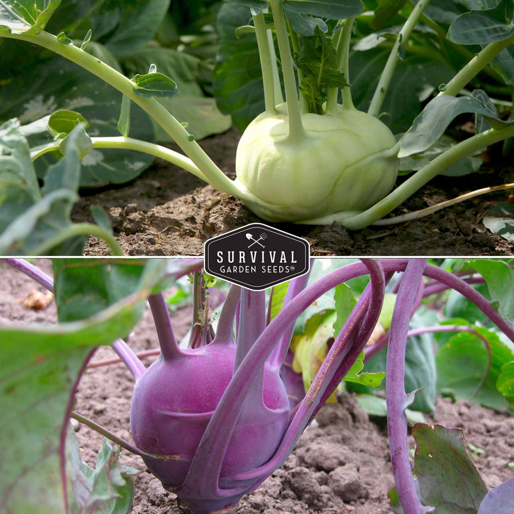 Purple & White Kohlrabi Seed Collection – Cool-Season Biennial Vegetables for Crisp, Mild, Turnip-Like Flavor