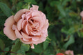 Super Rare Mocha Mousse Rose Cuttings – 3 Fresh Unrooted Rosa ‘Mocha Mousse’ Brown-Toned Flowering Plant