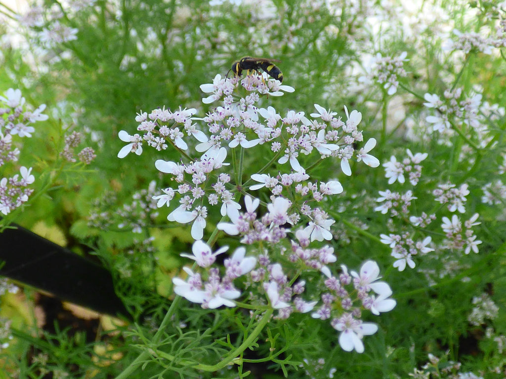 250 Cilantro Seeds - Coriandrum sativum - Non-GMO Medicinal and Culinary Herb