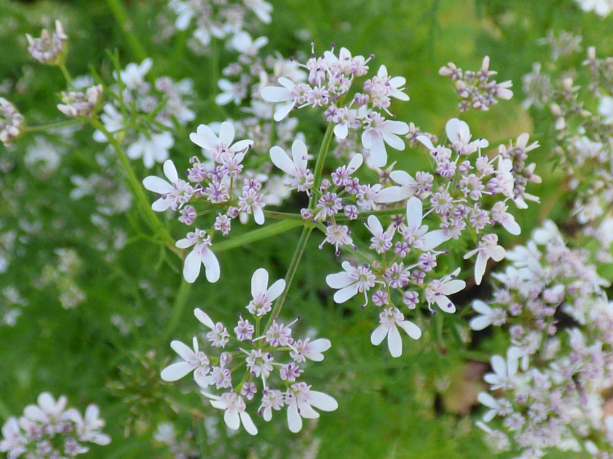 250 Cilantro Seeds - Coriandrum sativum - Non-GMO Medicinal and Culinary Herb