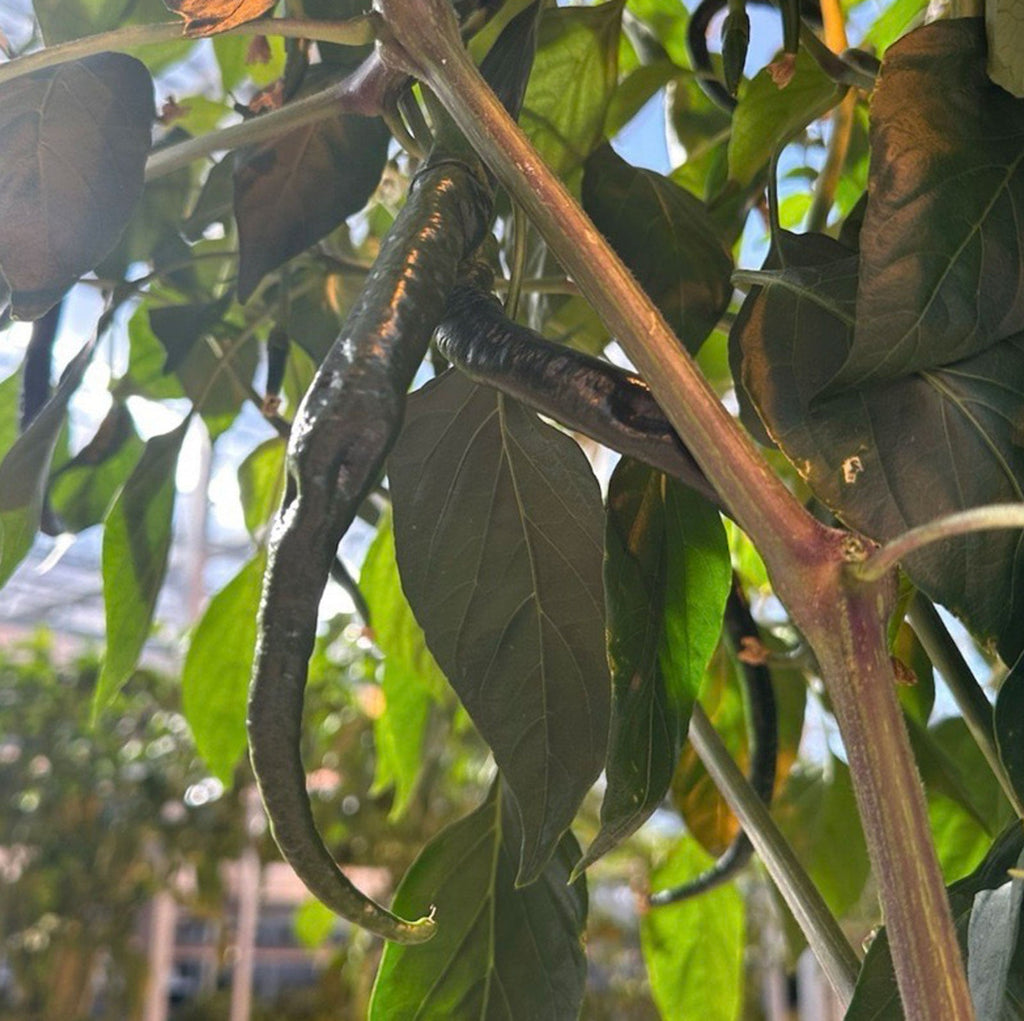 Kung Pao Pepper Seeds