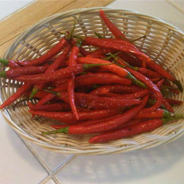 Kung Pao Pepper Seeds